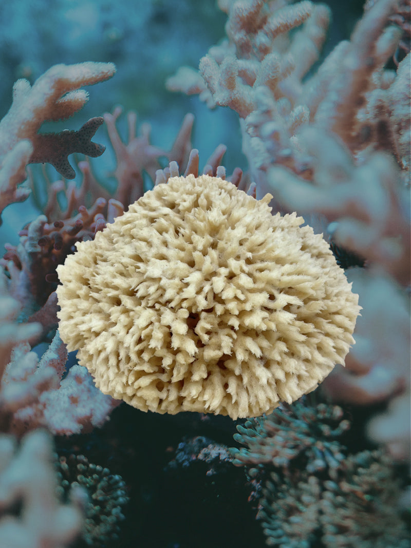 the sea sponge